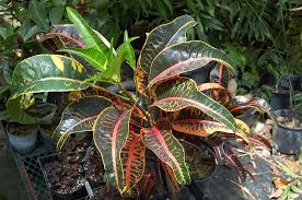 Image result for Croton triqueter