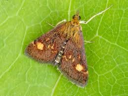 Image result for Pyrausta aurata