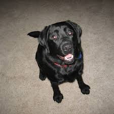 Maybe you would like to learn more about one of these? Compassionate Care Home Pet Euthanasia And Cremation Service Home Facebook