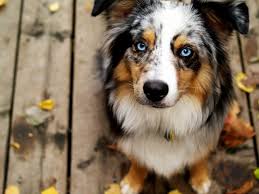 Australian Shepherd Black And White Dog With Blue Eyes Australian Shepherd Google Search Australian Shepherd Puppies With Blue Eyes Australian Shepherd Blue Eyes