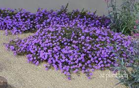 Flowering All Year Long Purple Trailing Lantana Good For Zone 9a Plant Under Lemon Tree Plants Planting Flowers Desert Garden