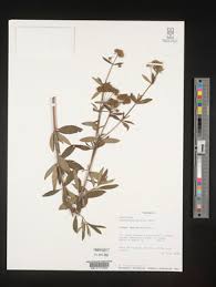 Image result for Spermacoce sphaerostigma