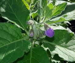 Image result for Nicolasia nitens