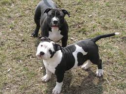 Tri Color Pitbull Puppies For Sale In Alabama Through The Thousand Photographs On The Web About Tri C Pitbull Puppies For Sale Pitbulls White Pitbull Puppies