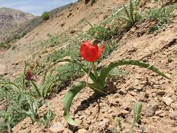 Habitat Of Tulipa Hoogiana Plants Tulips Flowers Succulents