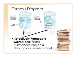 Maybe you would like to learn more about one of these? Diffusion Vs Osmosis Biology Ppt Download