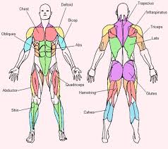 Click on the name of a the muscles labelled in the anterior muscles diagram shown above are listed in bold in the following table Major Muscle Groups Body Muscle Anatomy Muscle Anatomy Body Anatomy