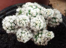 Los cactus y las suculentas son ahora una planta de interior muy común. Aprende Como Cuidar Un Cactus Y Lograr Que Crezcan Jardineria On