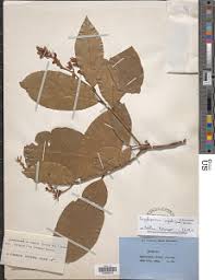 Image result for Campylospermum vogelii