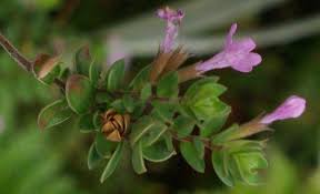Image result for Hermannia micropetala