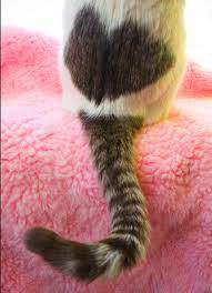 21 Cats With Fur Hearts Cute Animals Cats And Kittens Cute Baby Animals