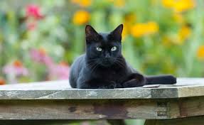 Garten Katzensicher Machen 5 Tipps Zur Katzenabwehr Katzen Katzenauslauf Schwarze Katze