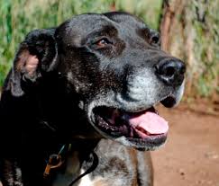 There are two types of strokes in dogs: Could My Dog Have A Stroke