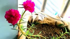 Maybe you would like to learn more about one of these? How To Grow Table Rose Faster Herunterladen