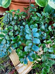 Image result for Pellaea dura