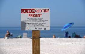 The next complete status report will be issued on friday, july 16 th. Red Tide In Manatee County In 2021 9 Things To Know Bradenton Herald