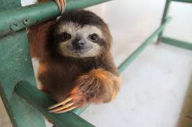 Image result for baby sloth
