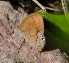 Image result for Cylindropsis