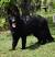 Red Black German Shepherd Long Hair