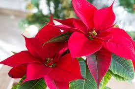 Poinsettias And Christmas History Of Poinsettias Poinsettia Care Poinsettia Plant Plants