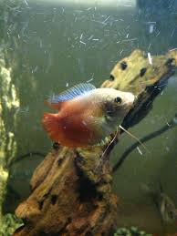 We did not find results for: My Dwarf Gourami Is Bloated Aquariacentral Com