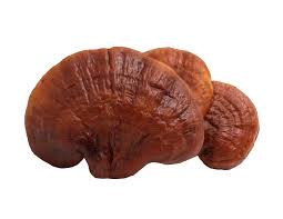 Image result for Ganoderma lucidum