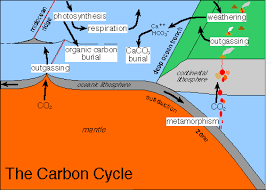 carbon cycle and the earth's climate