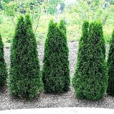 arborvitae trees growth rate consumerfundingsolutions co