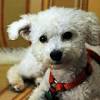 Most dogs with this kind of mold toxicity likely will be kept in the hospital on iv fluids and given muscle relaxants to address any tremors, until the tremors cease. 1