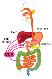The wall of the large intestine has the same types of tissue that are found in other parts of the digestive tract but there are some. Small Intestine Structure Histology Secretions Teachmephysiology