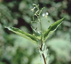 Image result for Lasianthus