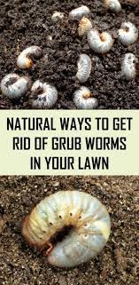 Pin On Gardening