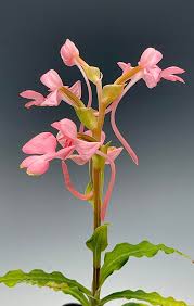 Image result for Habenaria kilimanjari