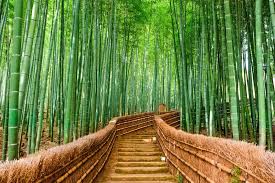 82,722 likes · 8 talking about this. German Consumer Group Give First Blow To Bamboo Biocomposites Bioplastics News