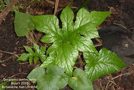 Image result for Dorstenia buchananii