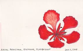 Snowflakes Blackvampires Fuerteventura Gulmohar Flower Drawings Flower Drawing Flower Art Flower Wallpaper
