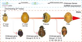 Identification of chitinase genes and roles in the larval–pupal ...