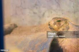 Image result for Cynomys ludovicianus obrázek