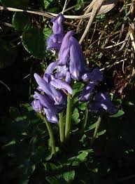 Image result for Fumariaceae