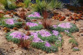 We did not find results for: Ruschia Lineolata Ground Cover Cacti Com