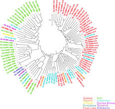 Image result for Oryza barthii