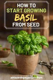 How To Start Growing Basil From Seed Herb Garden Growing Basil Growing Basil Indoors Herbs