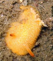 Image result for Kotschya ochreata