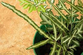 Image result for Pteris kivuensis