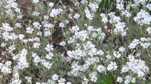 There's a ton of full sun hitting your front yard and backyard. 10 Best Ground Covers For Full Sun