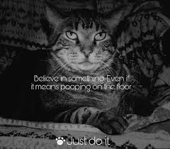 These mischievous cat memes can't fail to make you the funniest cat memes ever. Nike Just Do It Cat Memes That Will Make Your Caturday Meowingtons