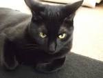 How to Identify a Bombay Cat: 9 Steps (with Pictures ...
