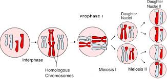 Zygotic meiosis or initial meiosis occurs only in protists and fungi. Cell Division Mitosis And Meiosis Biological Principles