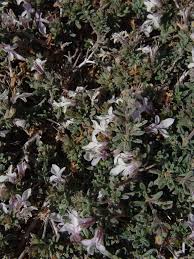 Image result for Equilabium petiolare