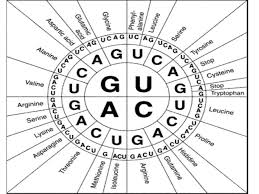 6b Protein Synthesis Chs Biology 2019 2020